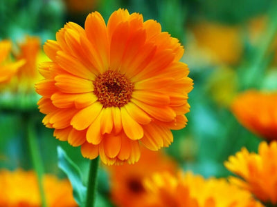 Calendula — anti-inflammatory, gentle