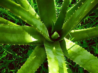 Aloe Vera — soothes and calms